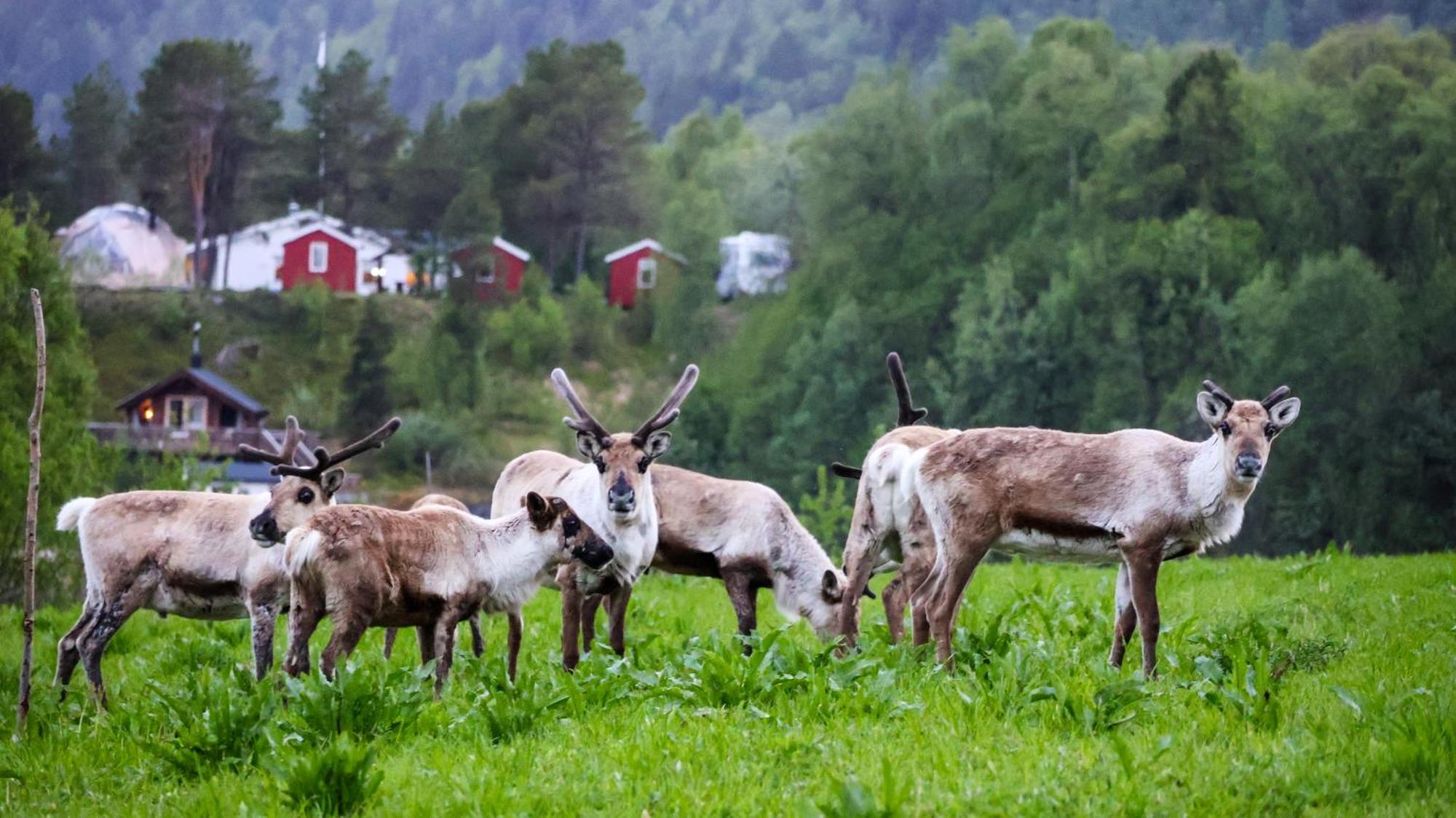 Norwegian Wild Brygghaugen